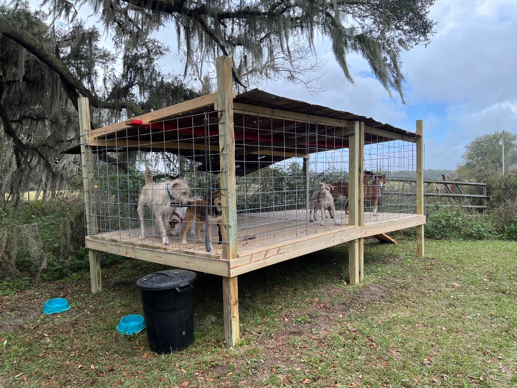Elevated Dog Run — a covered, raised run built to keep the farm dogs safe and dry under the oaks