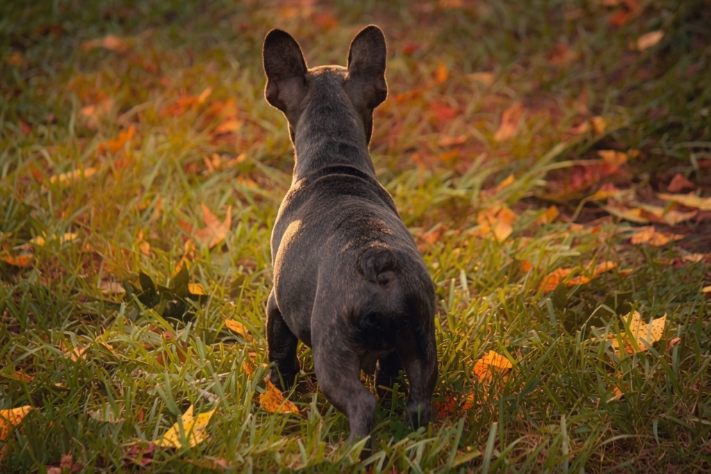 A dark-brindle French Bulldog backlit at golden hour in an autumn meadow