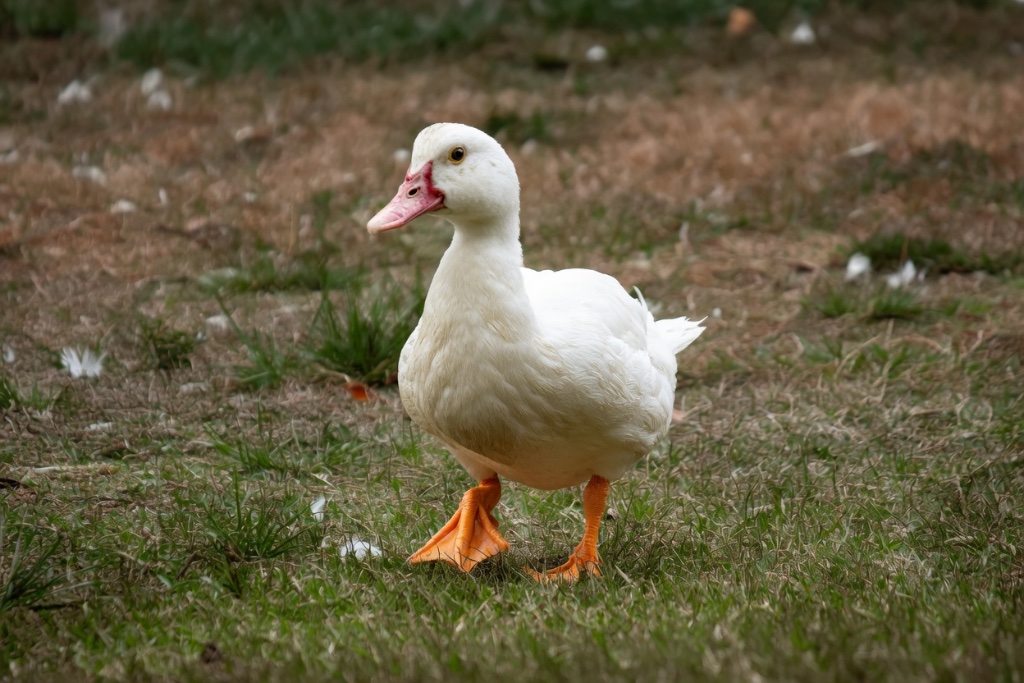 A solitary white Muscovy duck with a pink bill walking across the grassy farmyard