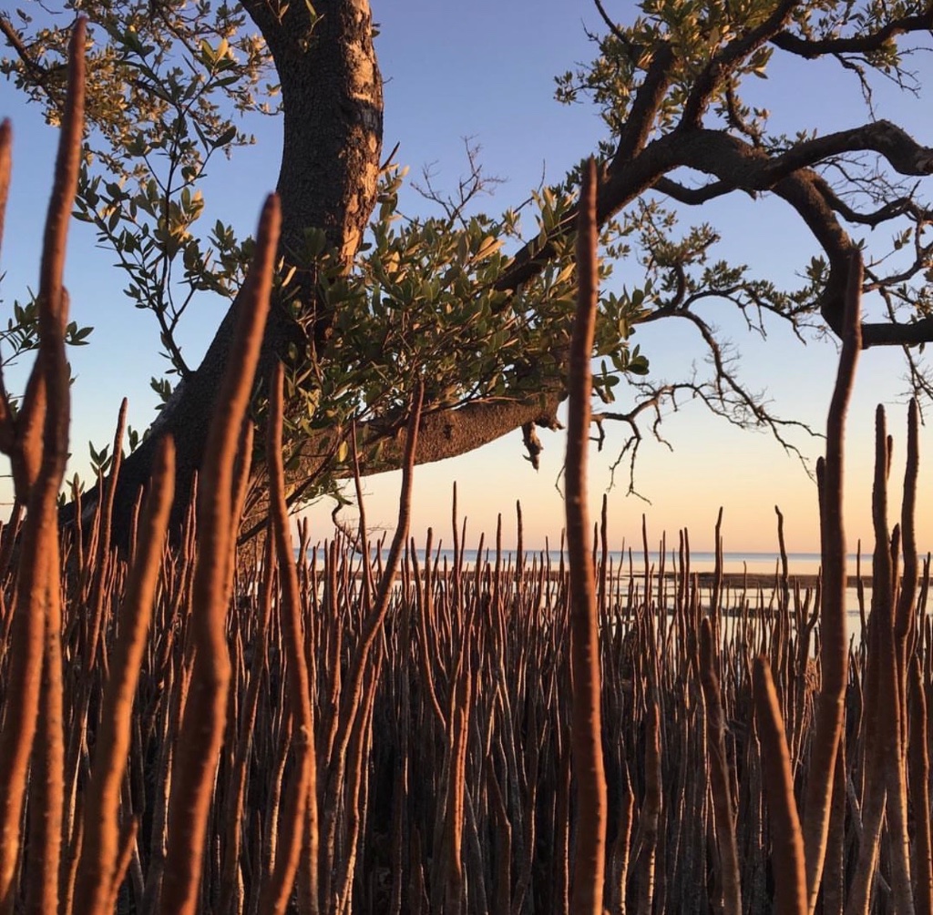 Golden light through mangrove roots at sunset