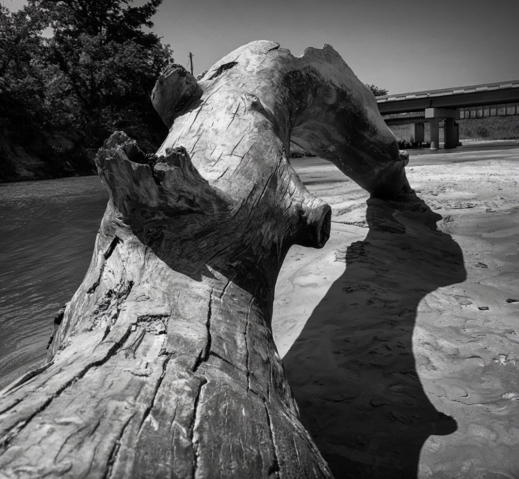 A weathered driftwood stump casting a striking shadow on the riverbank