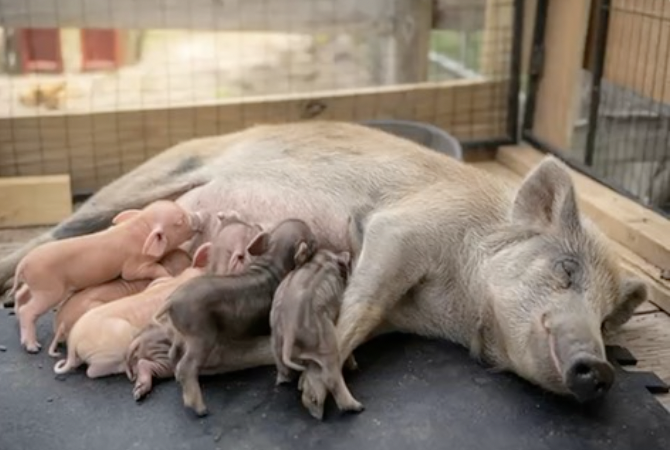 Farm Animals