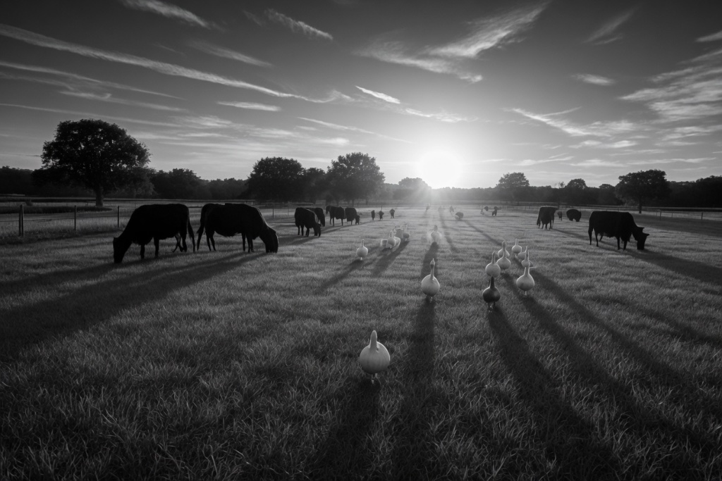 Cattle and geese grazing at sunset on the farm