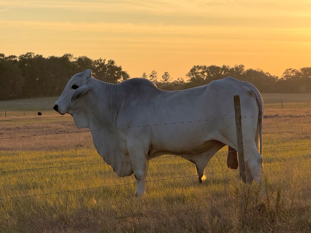 A big white Brahman bull stands broadside at the fence in profile, gold-lit and breathing slow against the sunset