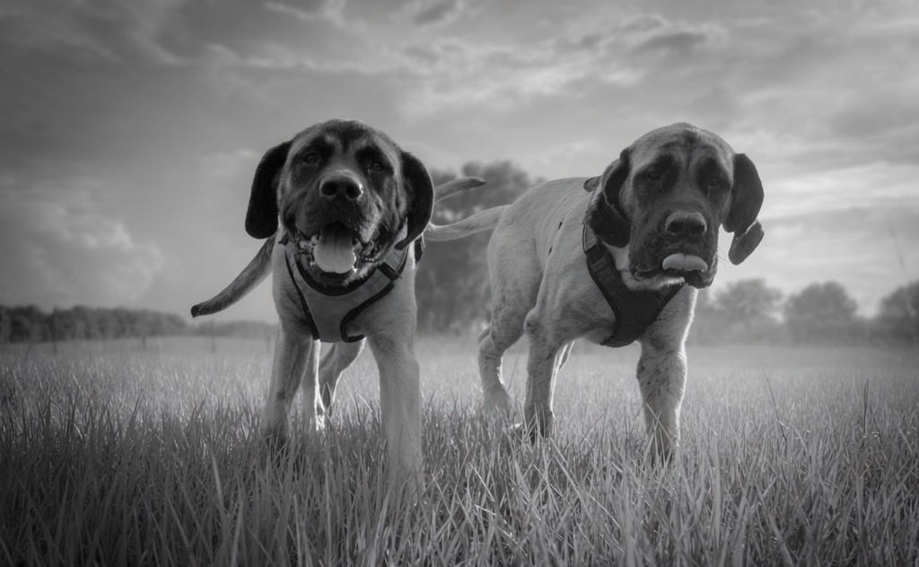 Two large mastiff dogs in harnesses walking through a foggy, overgrown field — tongues out, heads high, full of energy