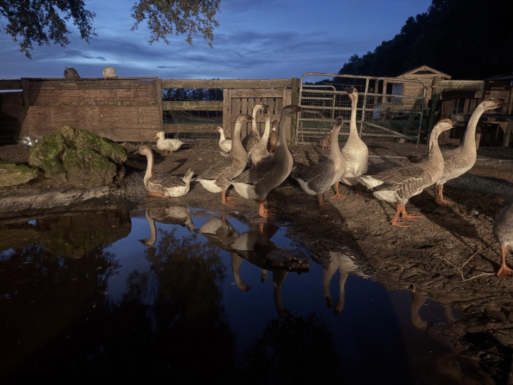 Geese and ducks gathered around the muddy pond at dusk, the wooden coop enclosure behind them