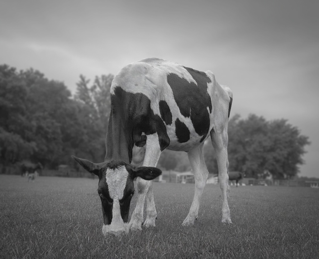 A Holstein cow grazing with her head lowered to the grass in a wide open pasture, a treeline soft in the background