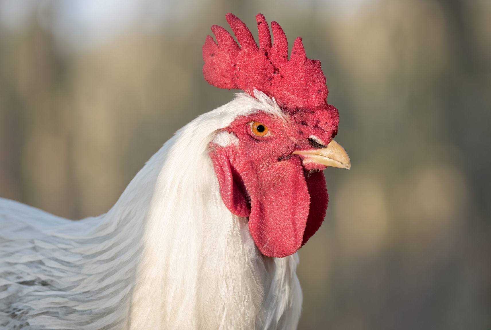 A white rooster in profile with a tall red comb, red wattle, and bright amber eye