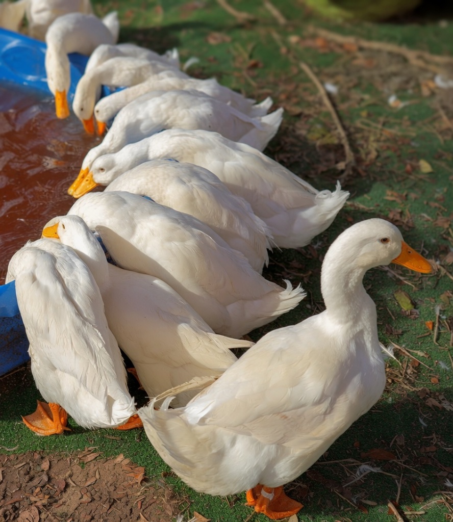 A line of white Pekin ducks resting together beside their blue pool in the sun