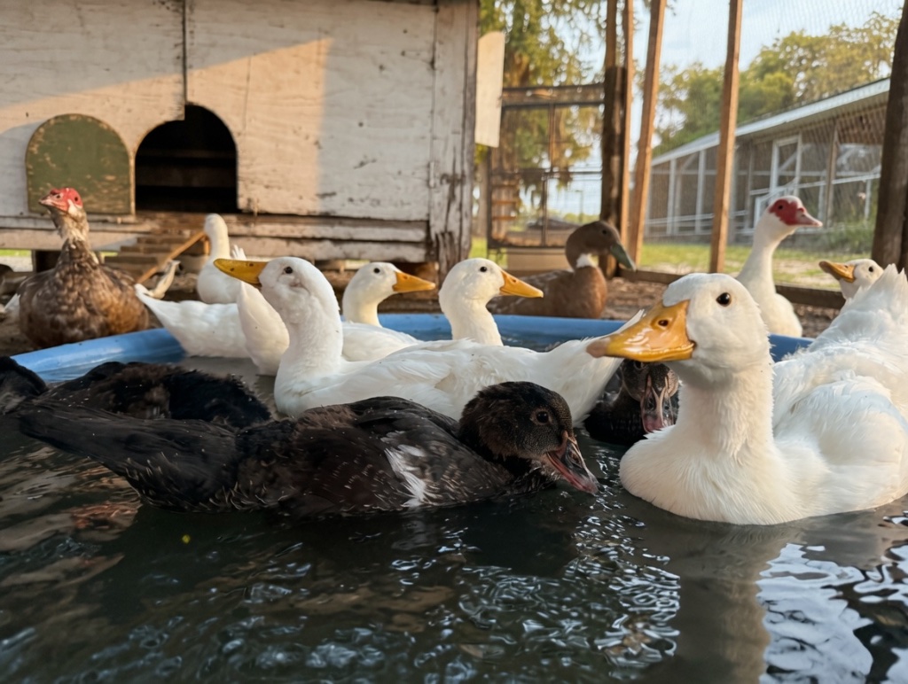 Farm Yard Animal Visit — Ducks & Geese