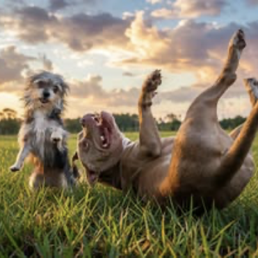 Two farm dogs wrestling in the grass at golden hour