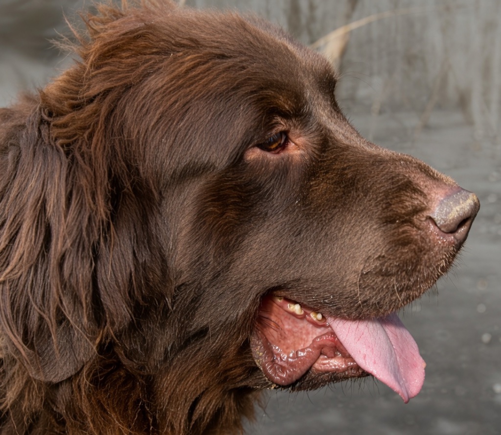 A dark brown long-haired dog in side profile, tongue out and alert