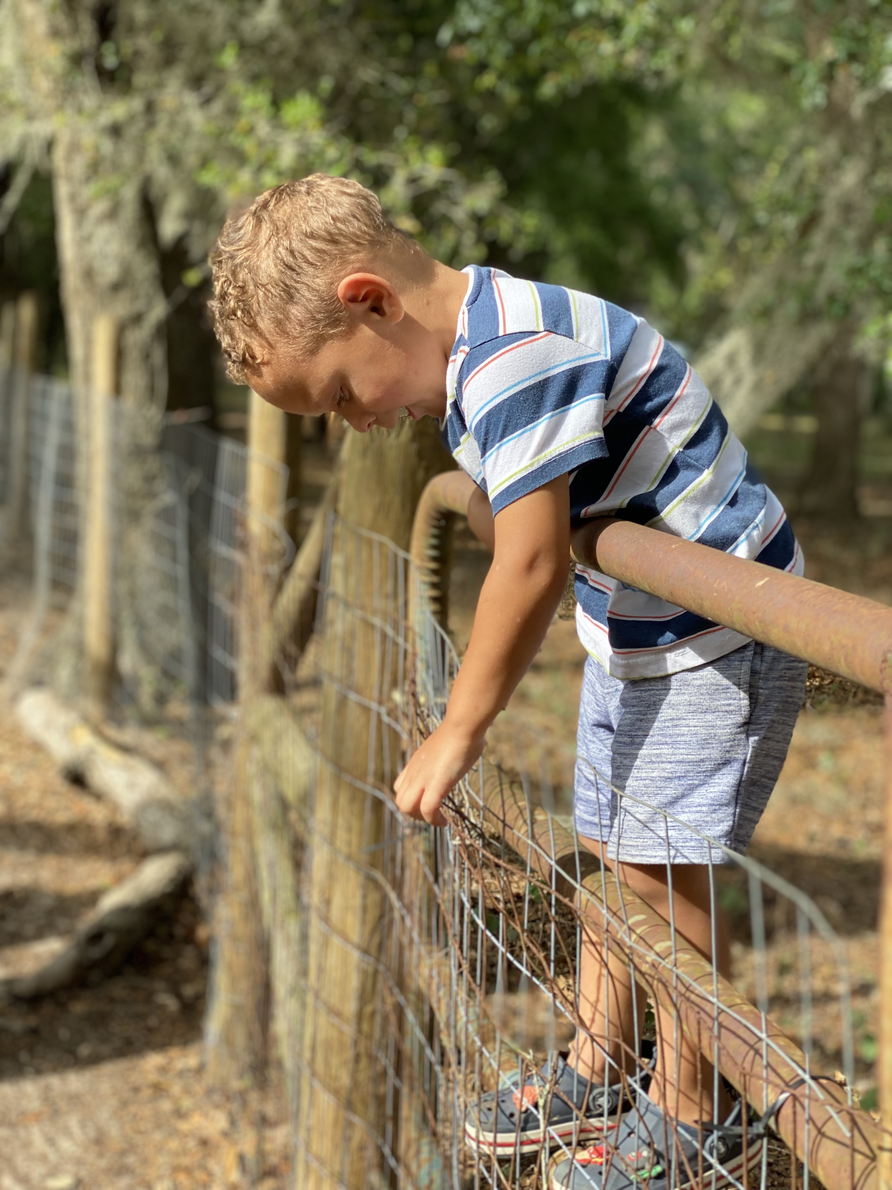A boy in a striped shirt leaning over a rusty farm gate, looking down at his hands on the wire mesh