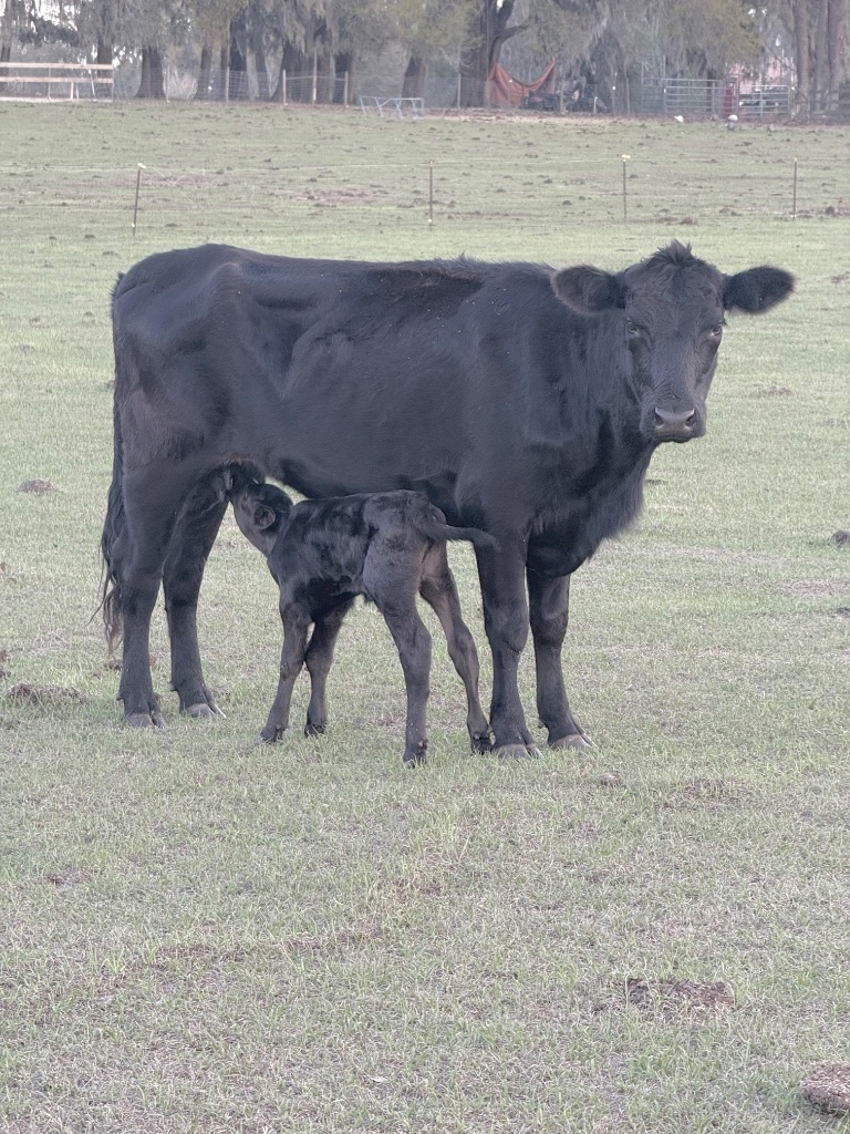 A black cow stands steady in the open pasture while her black calf nurses underneath her, eyes half-closed in the afternoon