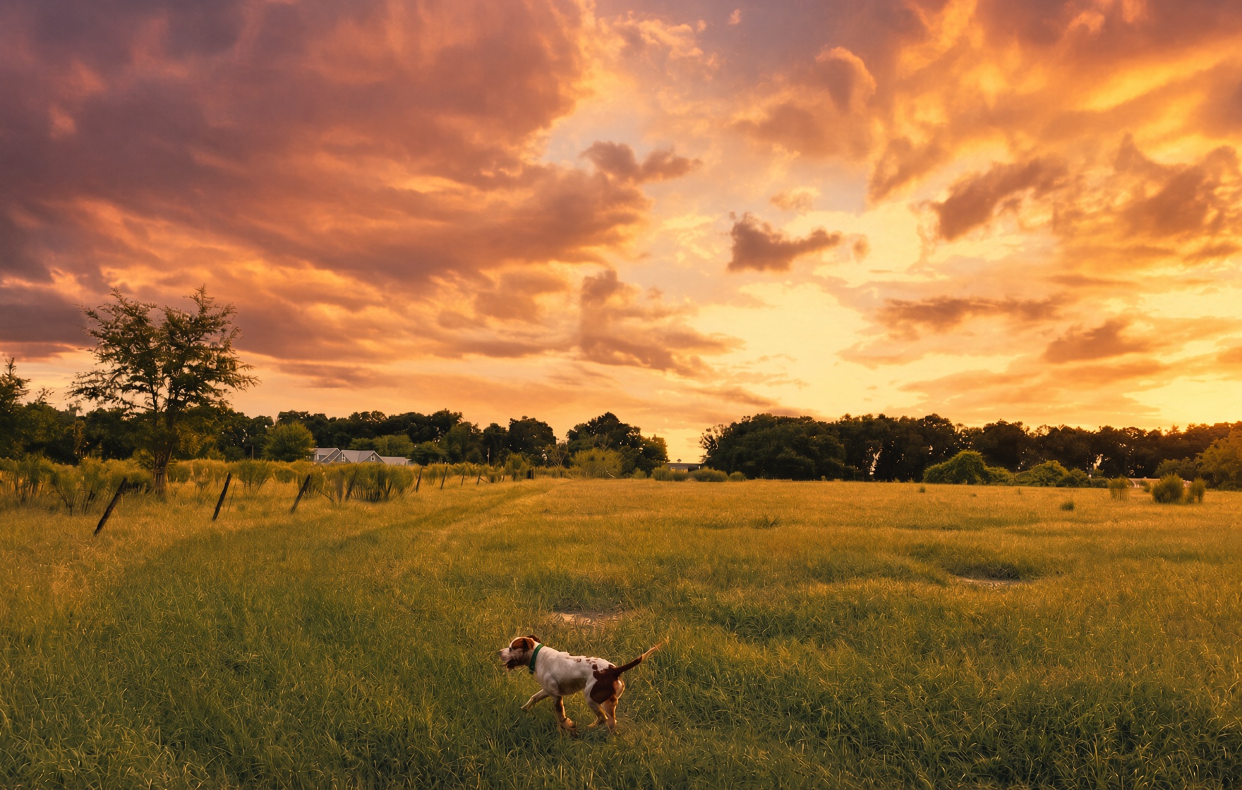 A Brittany Spaniel hunting dog standing in a wide open farm field at fiery sunset