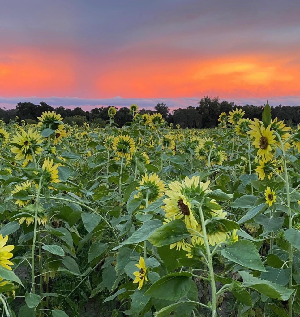 Sunflower Season Open House