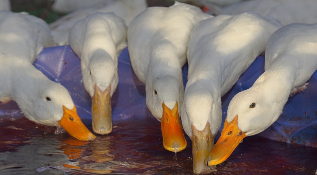 Four white Pekin ducks dipping their orange bills into a shallow pool together