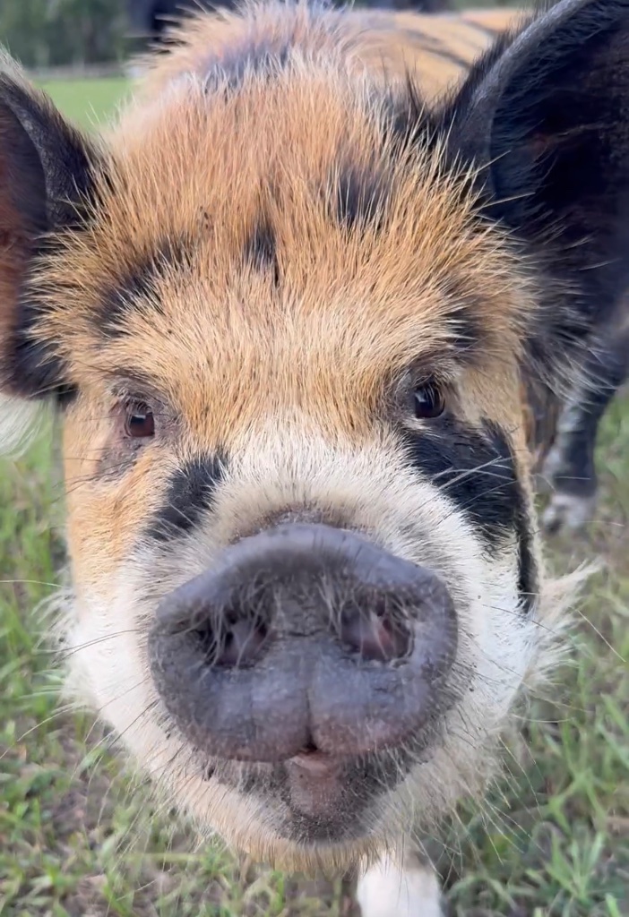 A close-up of a young pig's face in the pasture — a wet dark snout and bristly black-masked fur, all curiosity