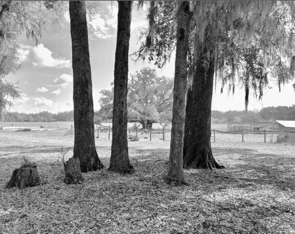 A cluster of tree trunks and stumps in the farm field