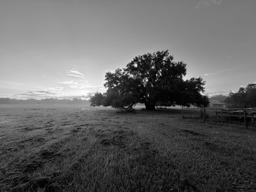 A grand oak tree standing alone in the farm field at sunrise