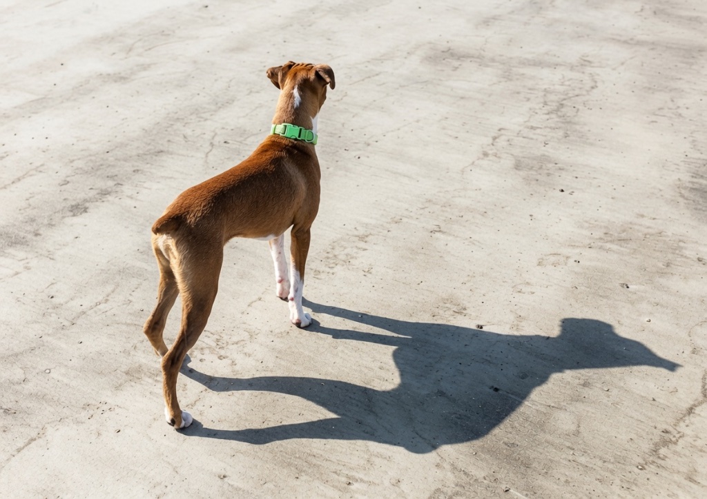 A brown and white Boxer dog standing on the sunlit concrete, long shadow behind