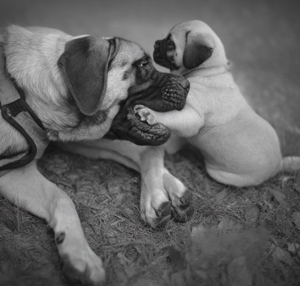 An adult mastiff-mix and a tiny pug puppy nose-to-nose in the grass — the puppy's paw reaches up to the bigger dog's wrinkled face in a tender moment of first contact