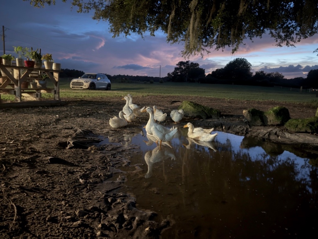 White ducks gathered in the muddy pond at dusk, potted plants on the rustic shelf and the green pasture behind