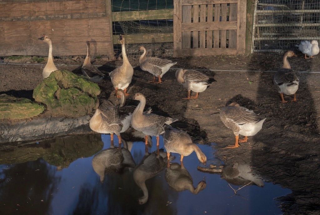 A flock of geese wades and drinks in the shallow farm pond, reflections stretching across the still water