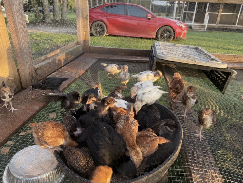 A cluster of young chicks crowding the feed basin inside the coop pen at golden hour