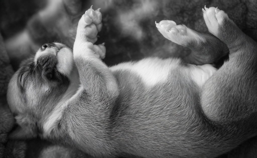 A chubby mastiff-mix puppy lying on its back on a soft blanket, paws raised toward the air — all soft fur and complete surrender