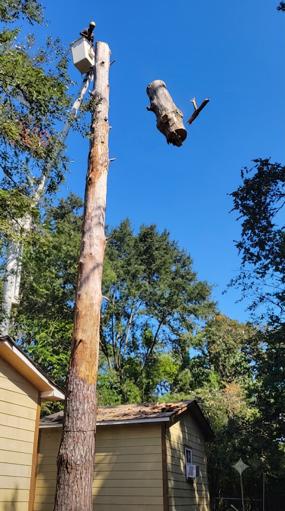 Tree Trimming
