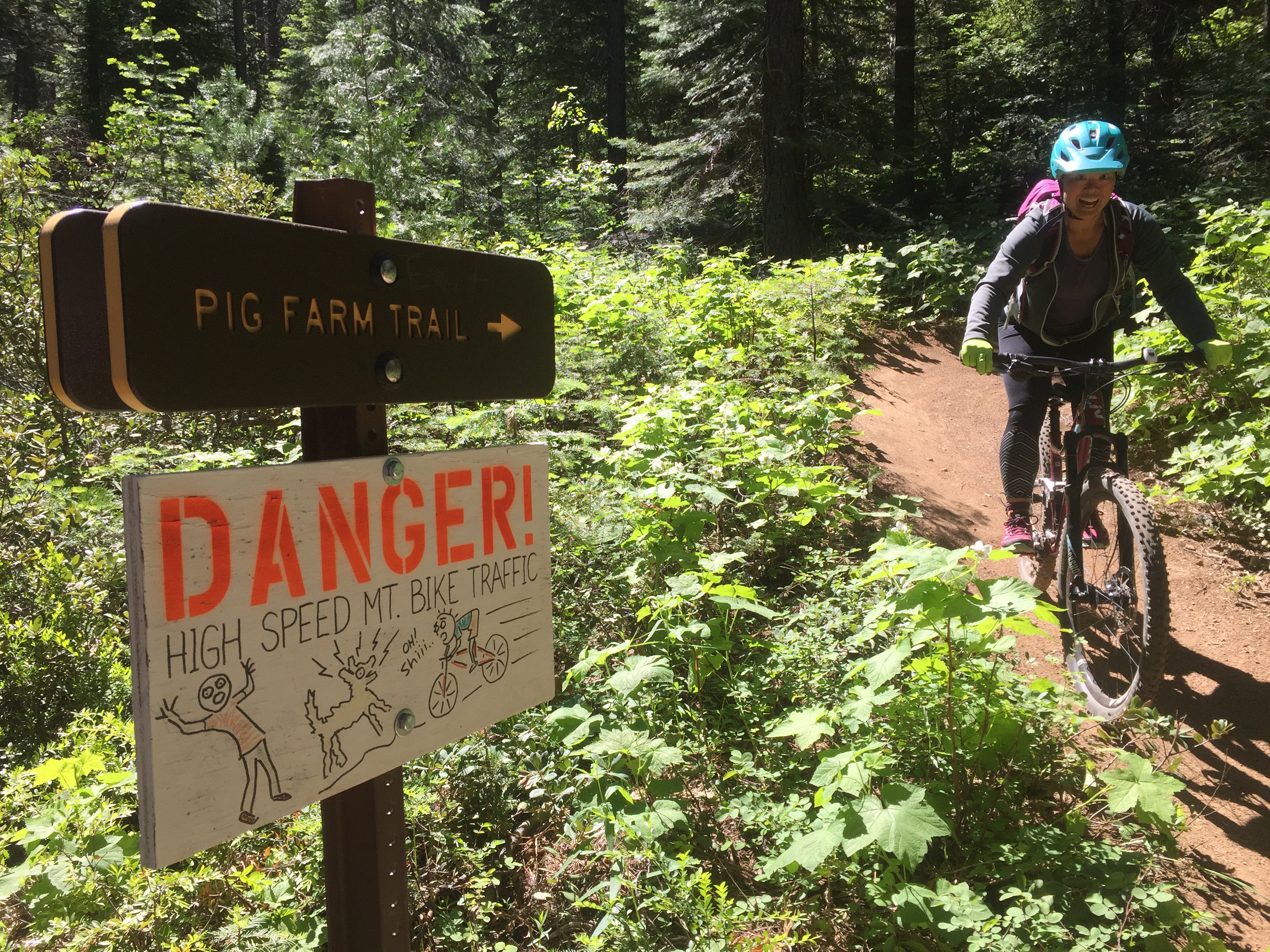 Wooded forest with a mountain biking trail
