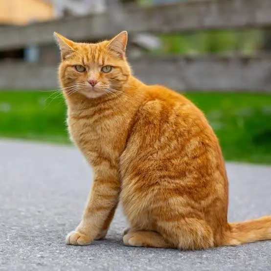 Pet