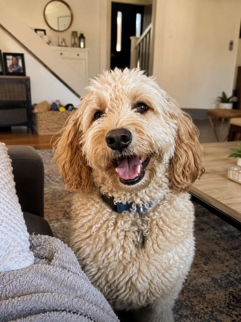 Pet