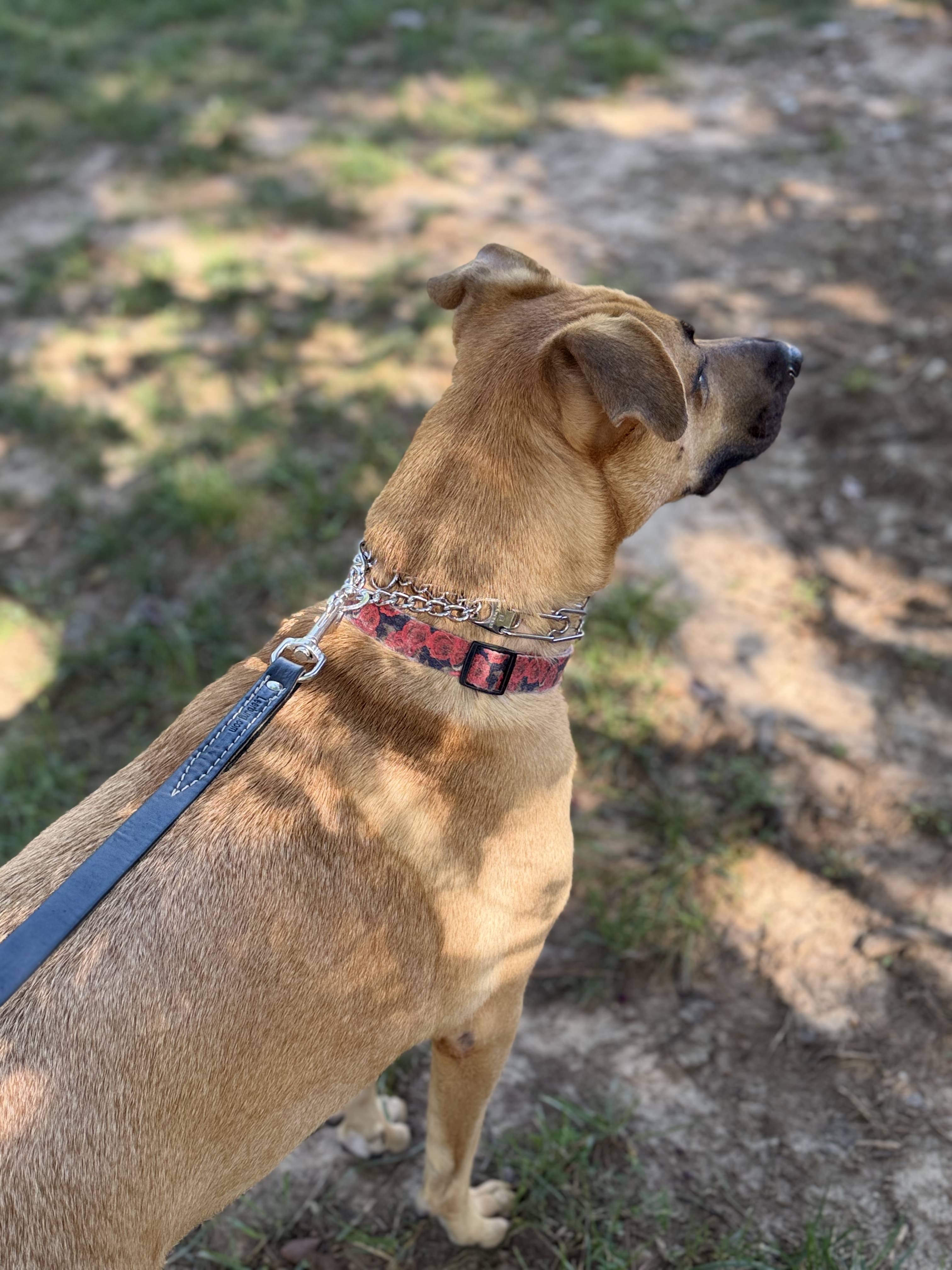 Brittney dog walkin'