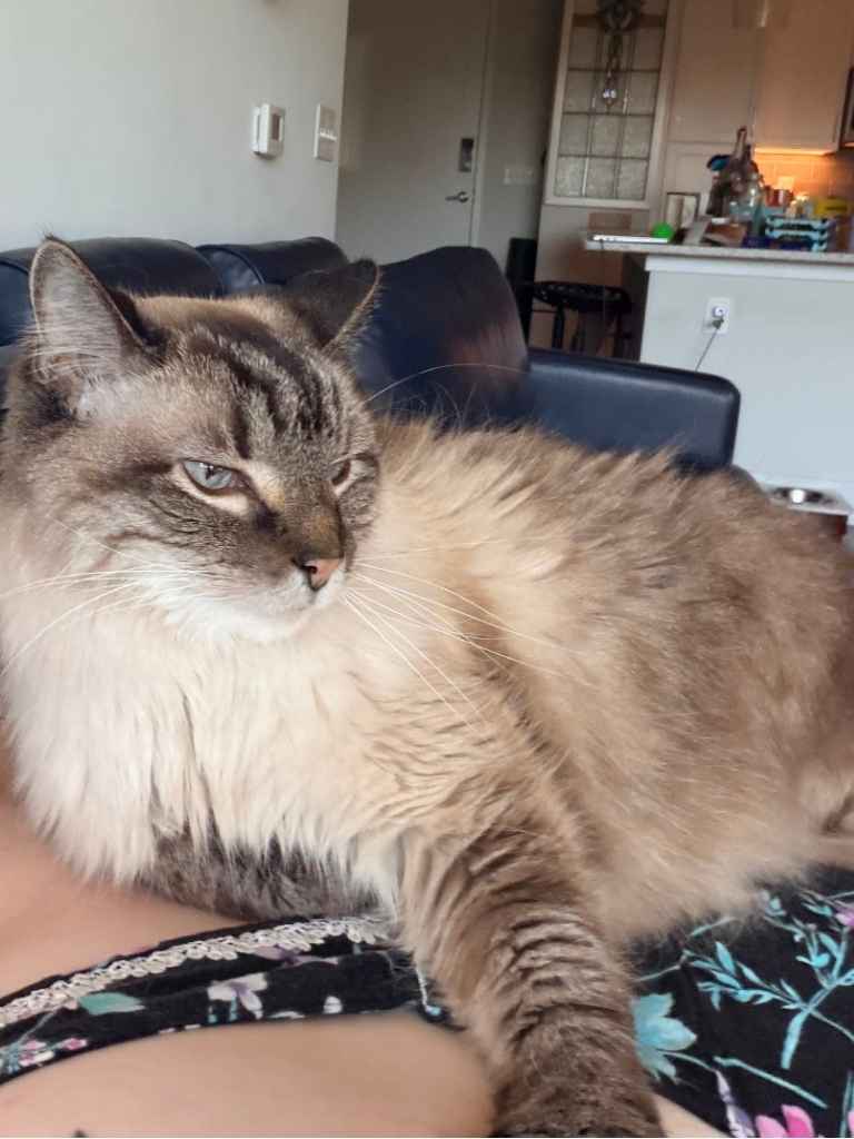 A fluffy cat lounging on its owner