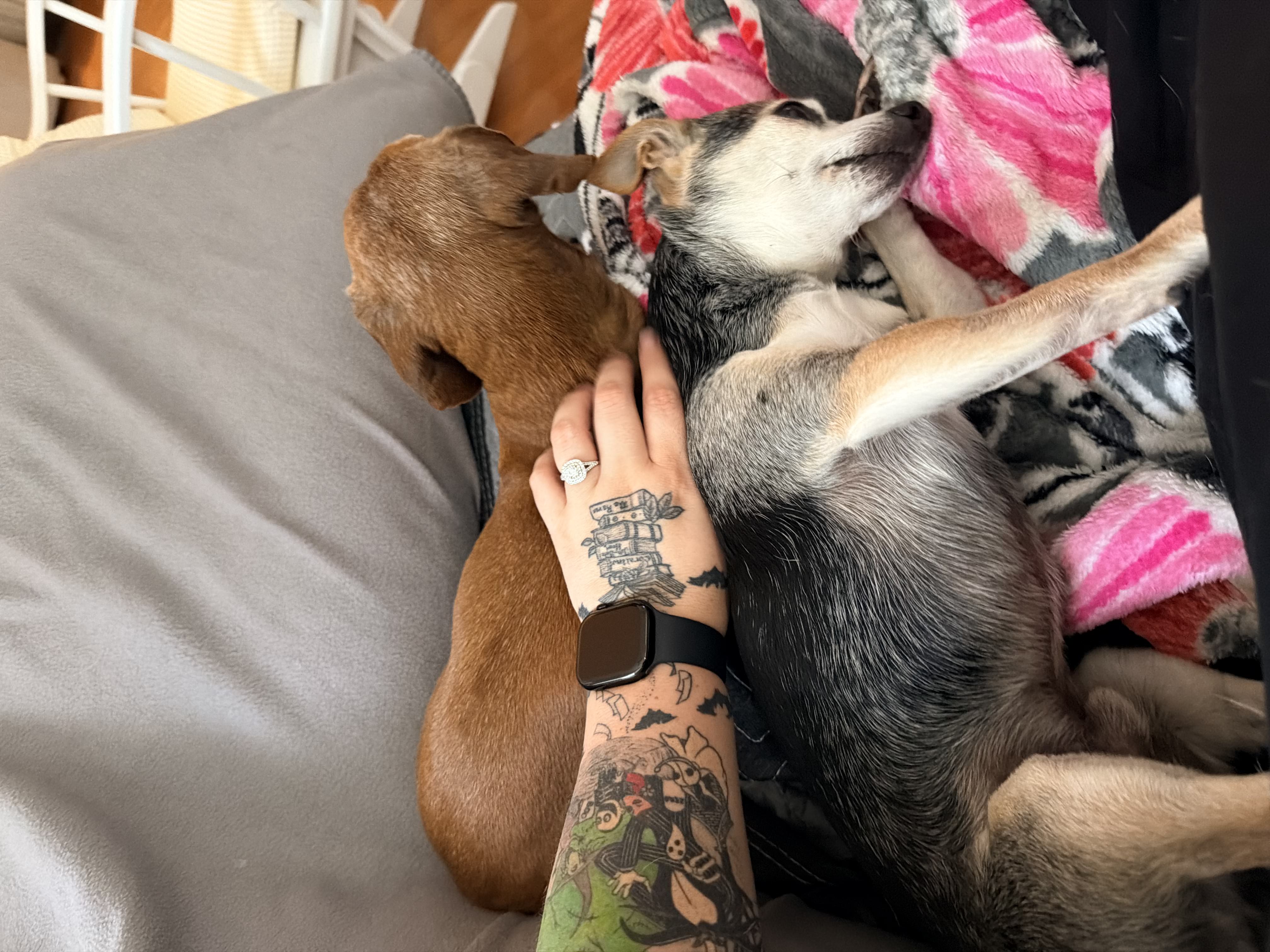 Two of Brittney's dogs resting together