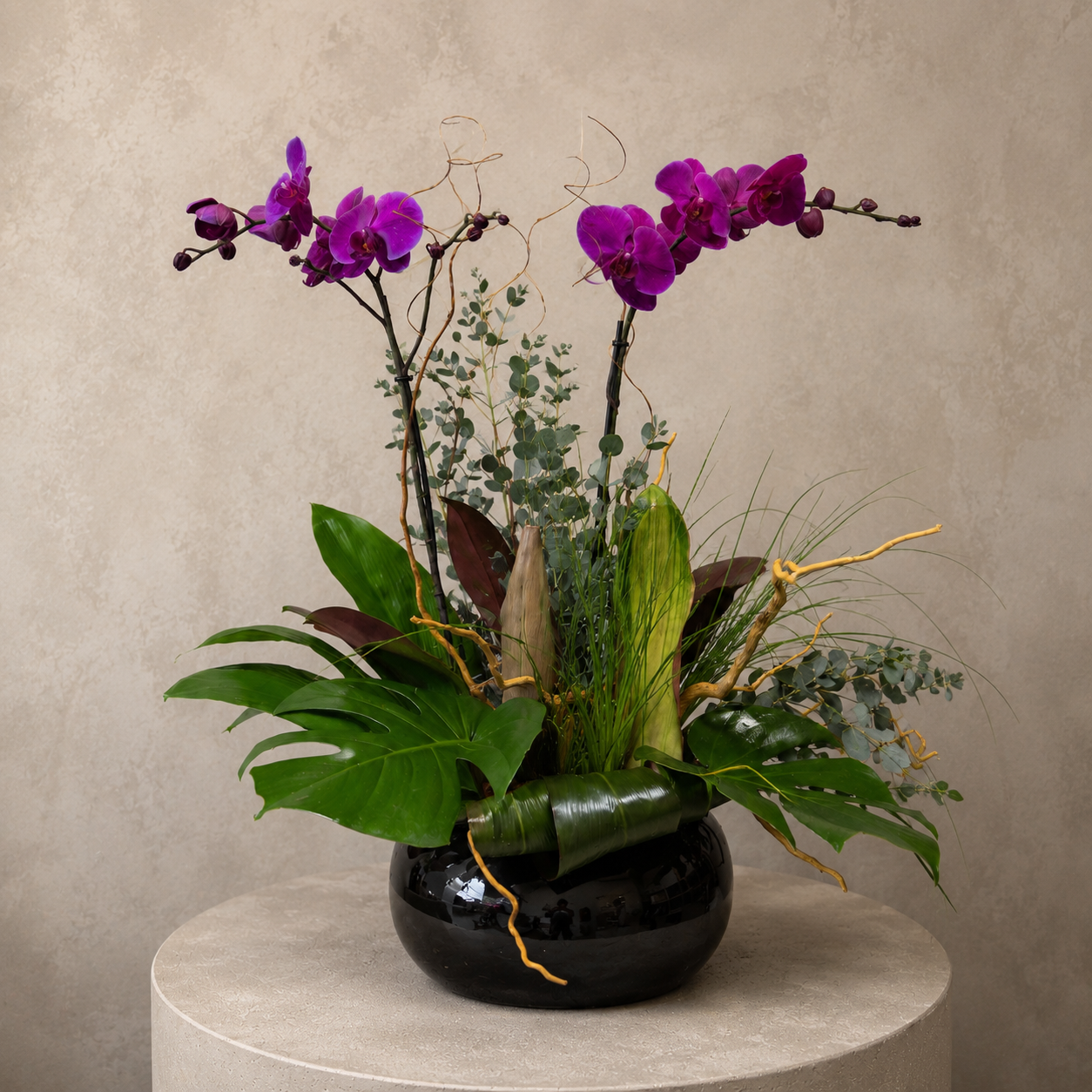 Orquídeas Púrpura Noir