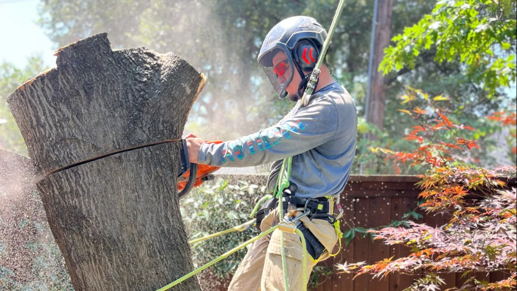Dallas Tree Trimming and Removal Service crew with equipment
