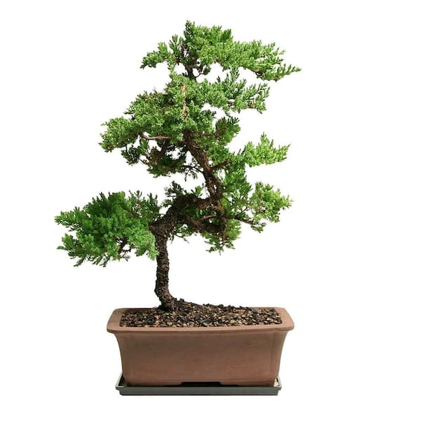 tom thumb succulent Crassula Tom Thumb main image 0