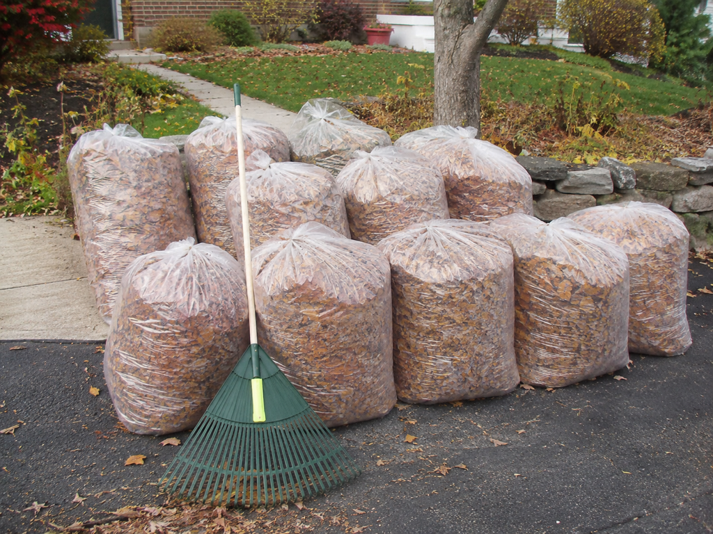 Leaf Removal & Cleanup service