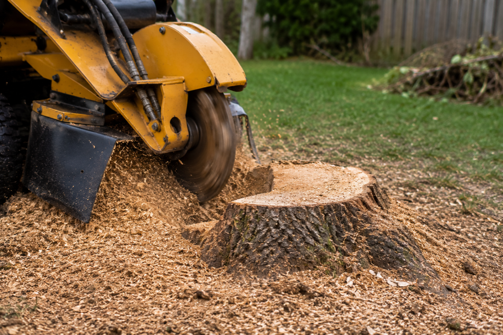 Bush & Stump Removal service