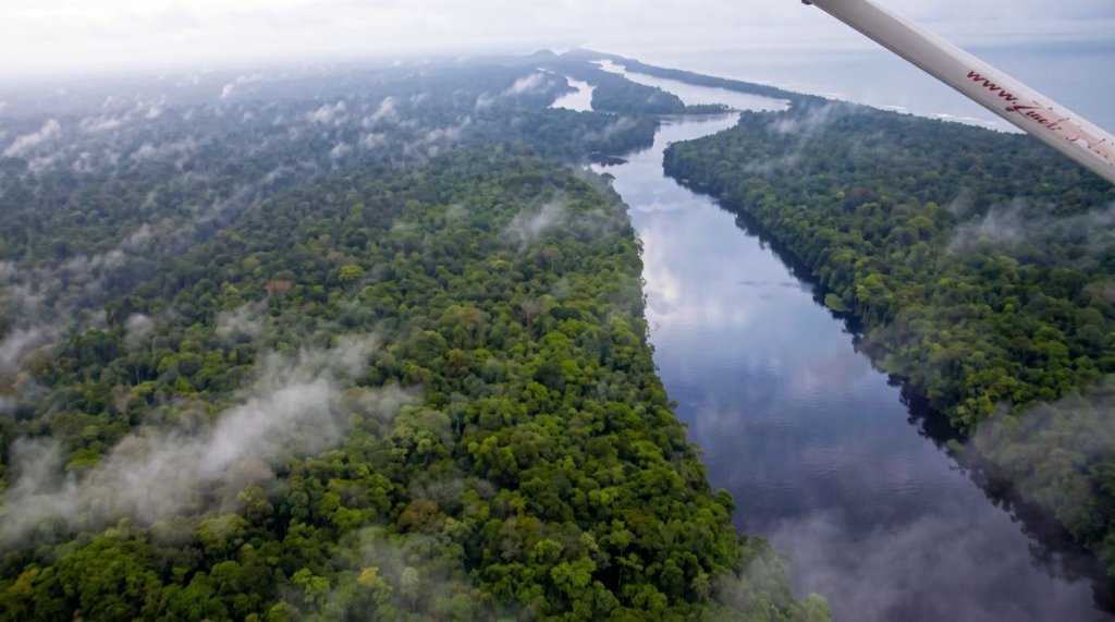 The Rainforest & Ecological Trail II