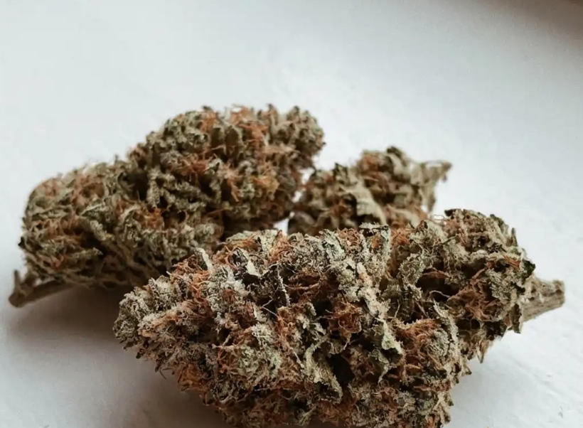 Toad Venom Indica flower Connoisseur Shelf