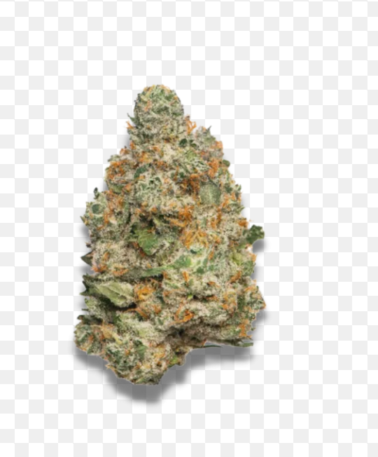 Apple Mimosa Sativa Hybrid flower Connoisseur Shelf