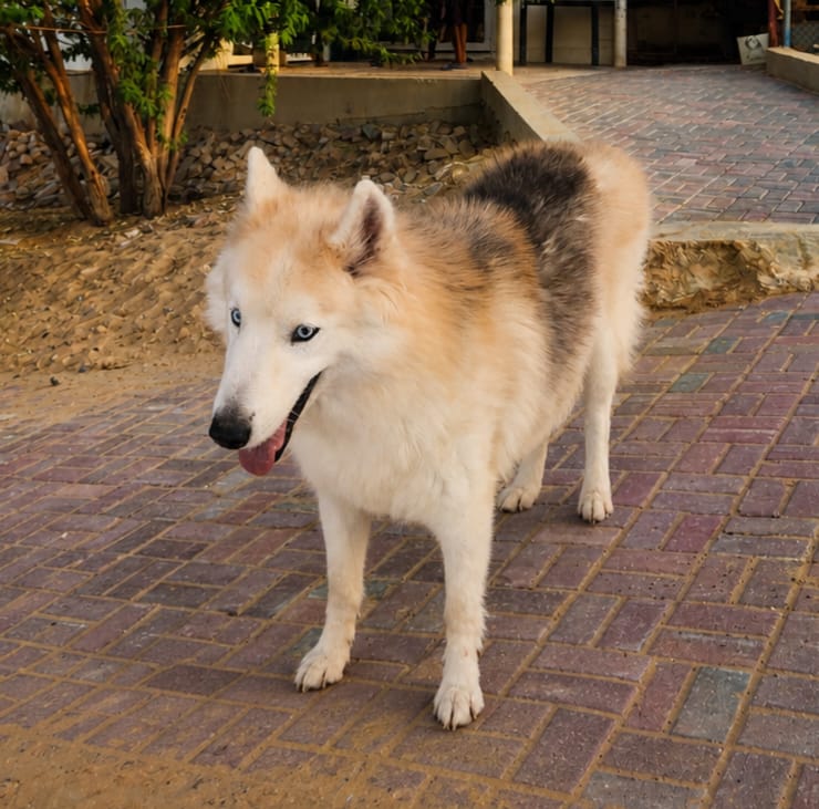 Wolfie