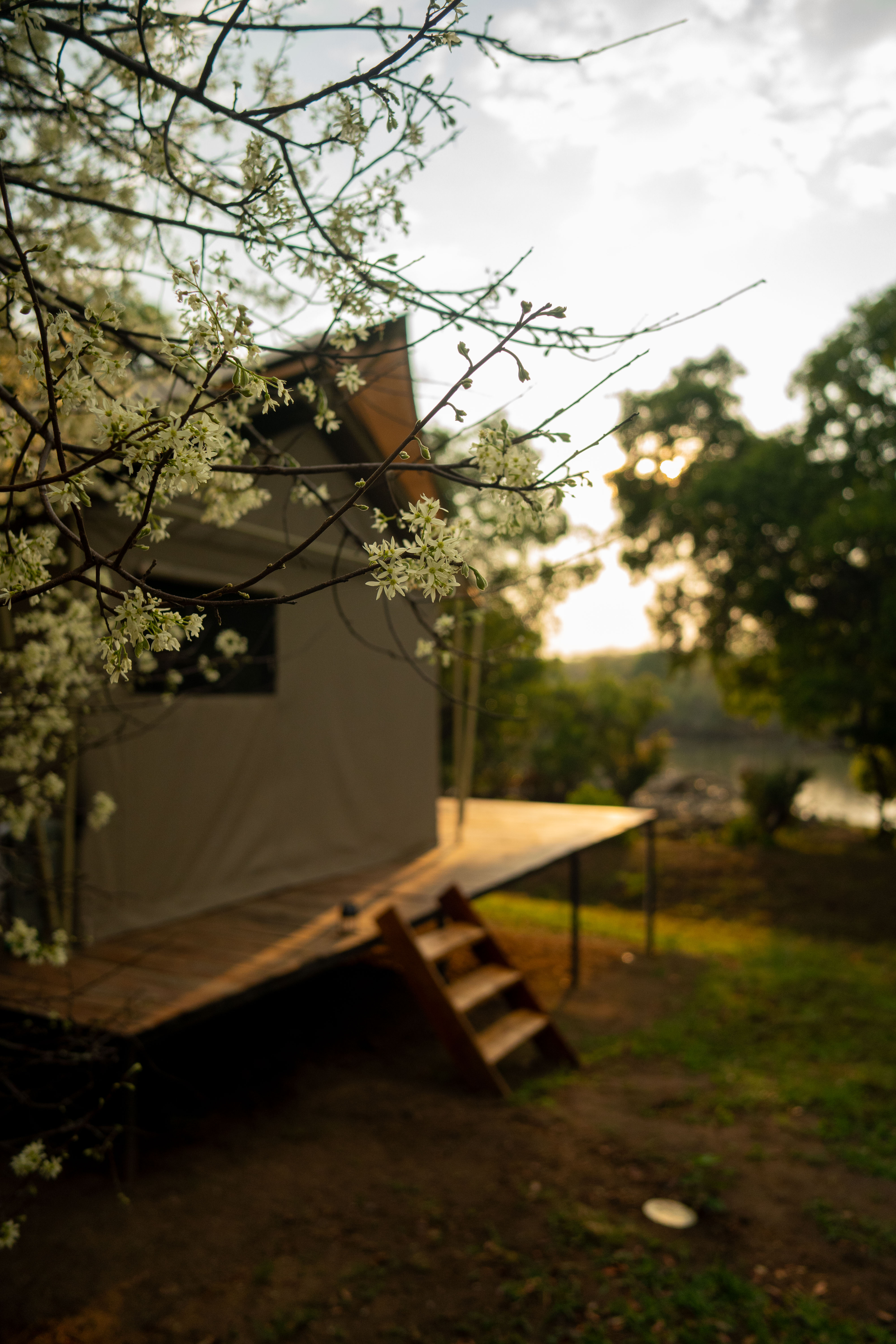 Side profile of a safari tent with blossoms framing the shot