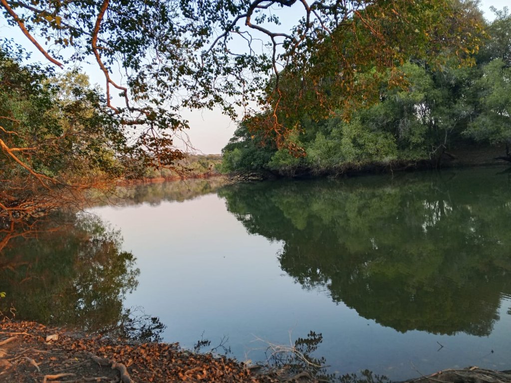 River bend through dense green forest