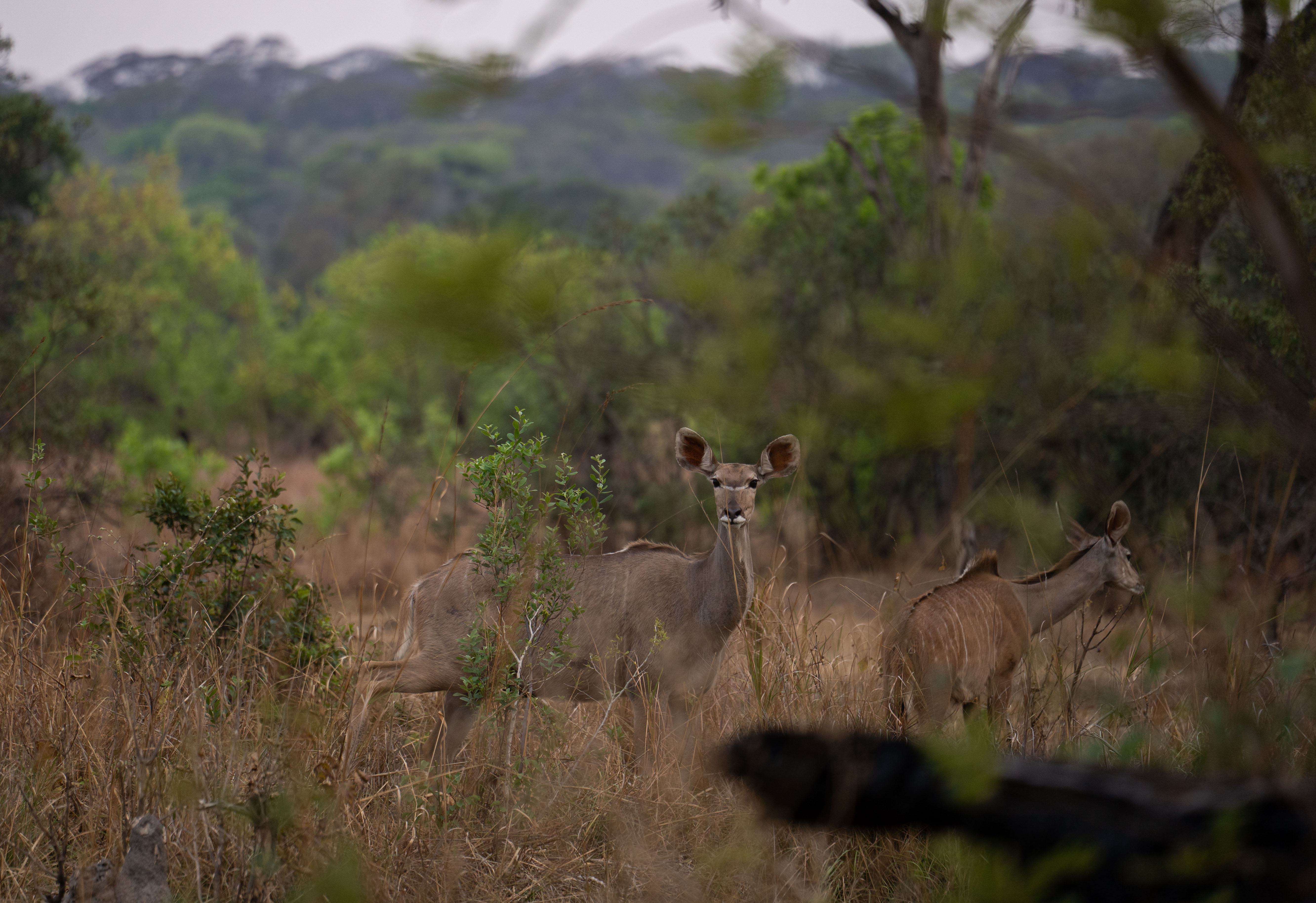 Walking Safaris