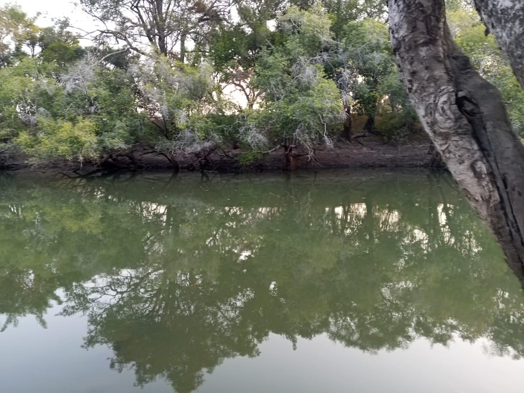 Calm river reflecting lush forest